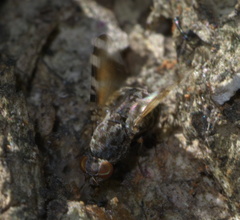 Pseudotephritis vau