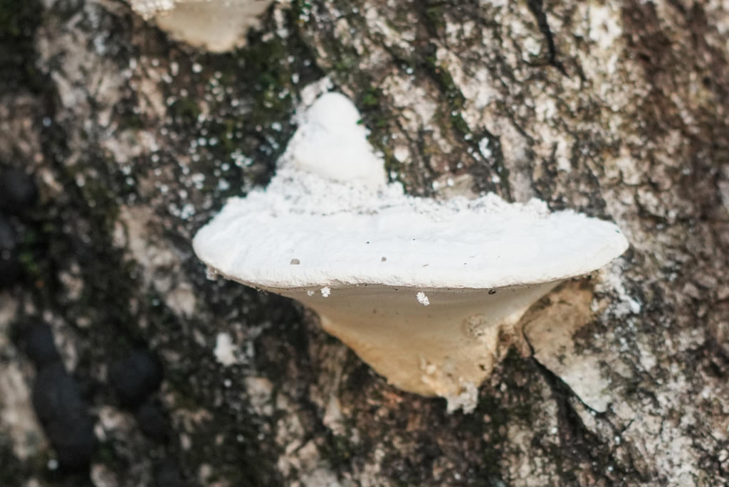 Trametes orientalis · March 2026 · photo: © tbc_watanabe (iNaturalist, cc-by-sa)