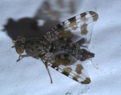 Pseudotephritis approximata