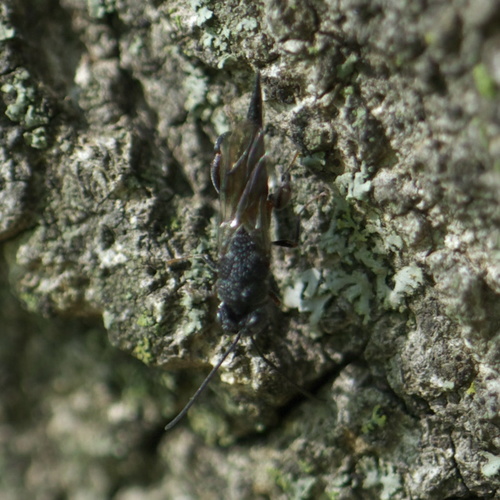 Phasgonophora sulcata photo 4