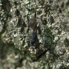 Phasgonophora sulcata