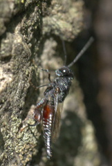 Phasgonophora sulcata