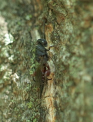 Phasgonophora sulcata