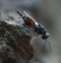 Phasgonophora sulcata