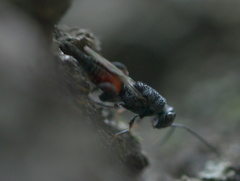 Phasgonophora sulcata