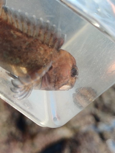 Lipophrys pholis