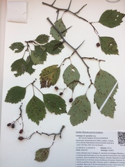 Crataegus brainerdii