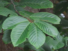 Prunus polystachya