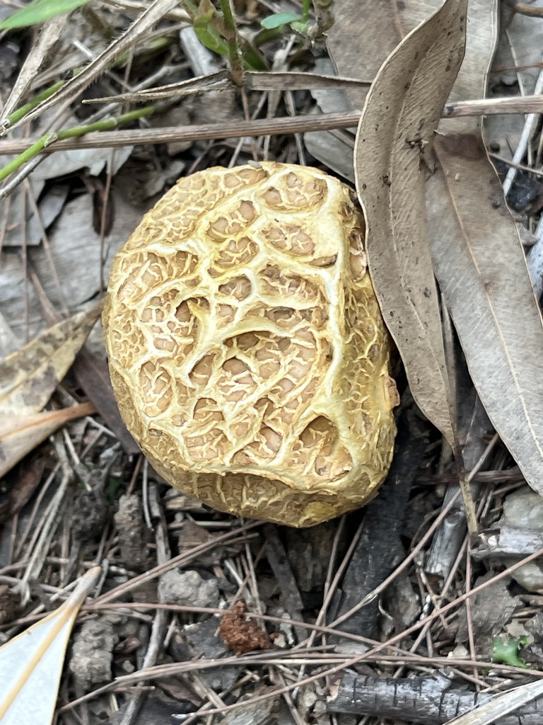 Scleroderma cepa · March 2026 · photo: © rich_fuller (iNaturalist, cc0)