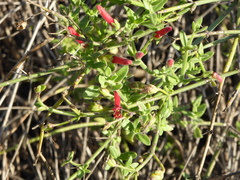 Gambelia juncea