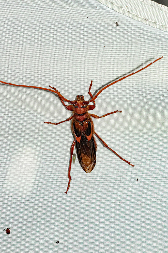 Macropsebium cotterilli