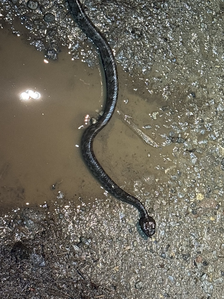 Sumatran Palm Pit Viper (Craspedocephalus andalasensis)