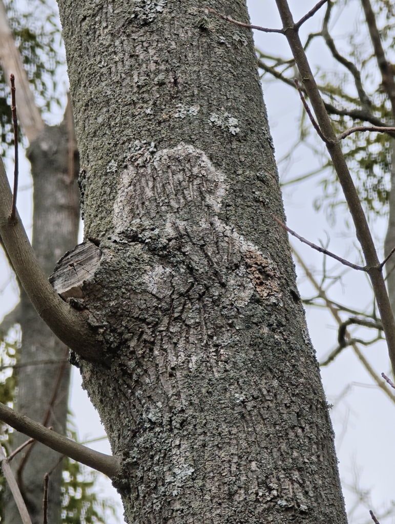 Athelia arachnoidea · March 2026 · photo: © igor117 (iNaturalist, cc-by)