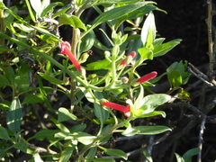 Gambelia juncea