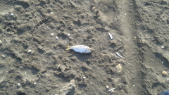 Cetengraulis edentulus