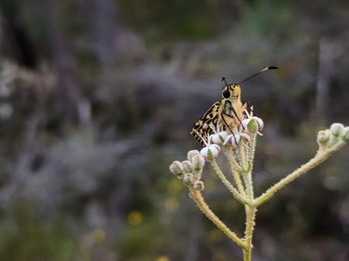 Photo of silver sedge-skipper (Hesperilla crypsargyra)