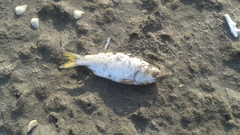 Cetengraulis edentulus