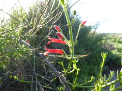 Gambelia juncea