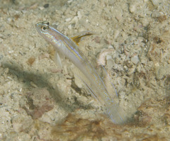 Majestic Shrimpgoby photo 2