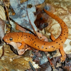 Pseudotriton montanus