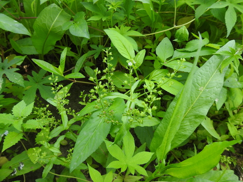 Veronica undulata iNat (1)