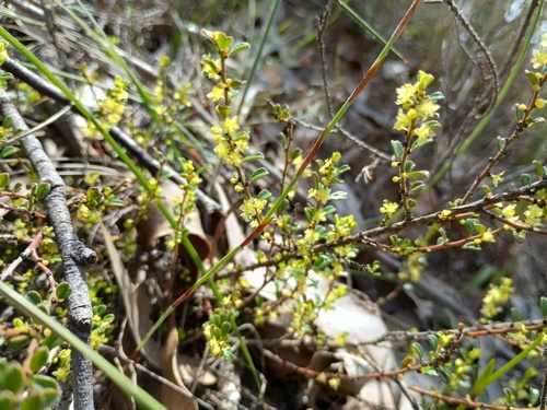 Thyme Spurge (Phyllanthus hirtellus)