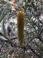 Banksia neoanglica