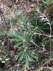 Banksia neoanglica