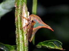 Umbonia