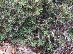 Banksia neoanglica