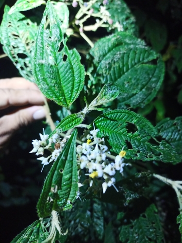 Miconia subseriata, photograph 5