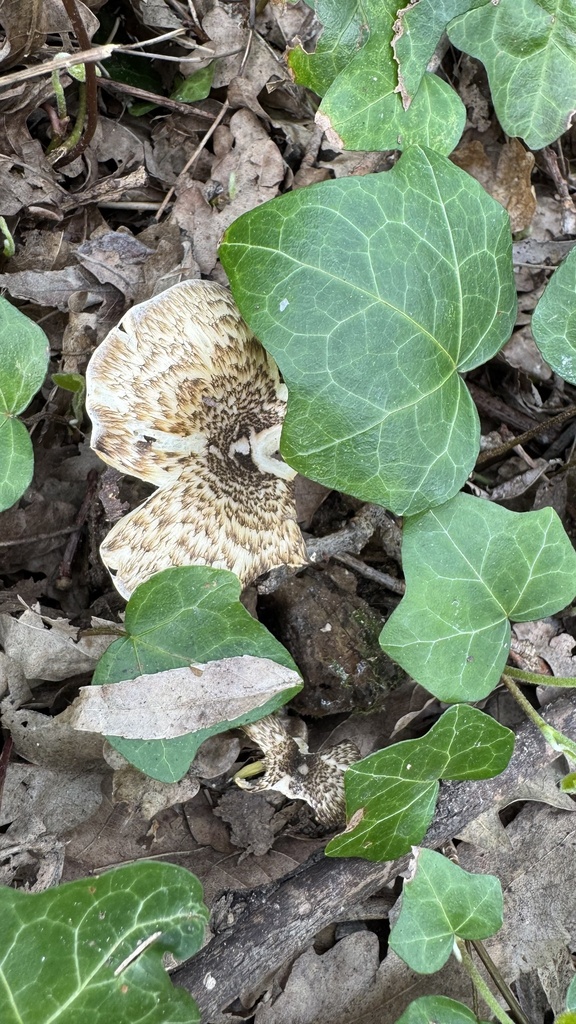 Lentinus tigrinus · March 2026 · photo: © theworldofpaolo (iNaturalist, cc-by)