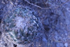Coryphantha pallida