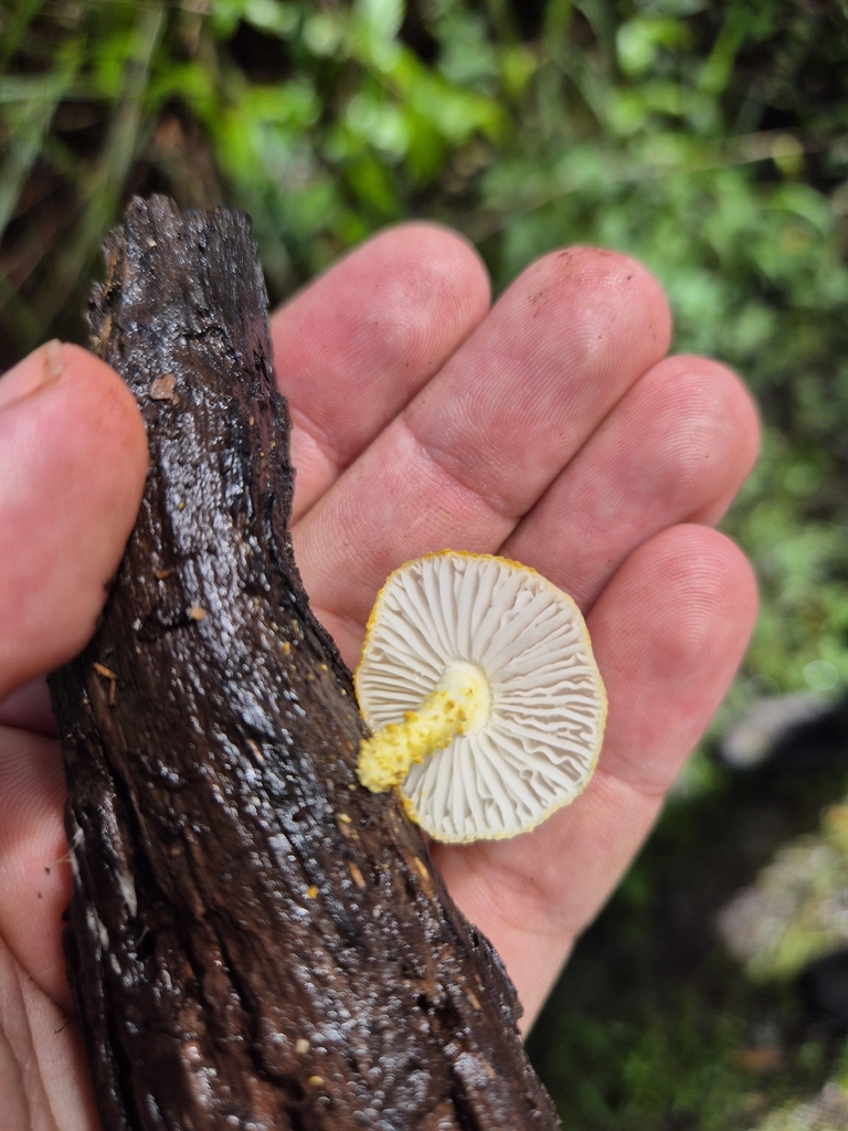 Cyptotrama asprata · March 2026 · photo: © olliesaurus (iNaturalist, CC)