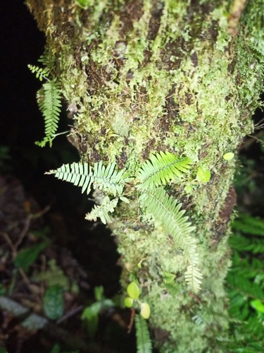 Plumed Rockcap Fern (Pecluma plumula)