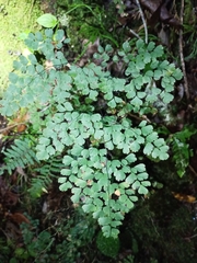 Adiantum andicola