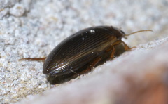 Copelatus glyphicus