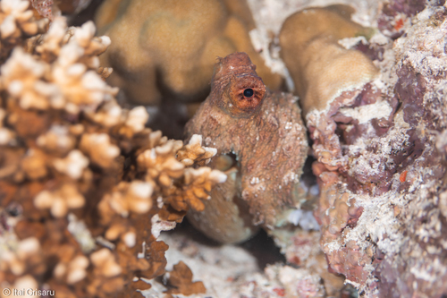 Day Octopus — seen at this dive site