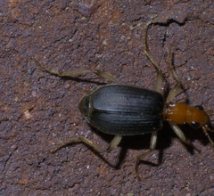 Brachinus adustipennis