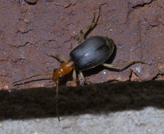 Brachinus adustipennis