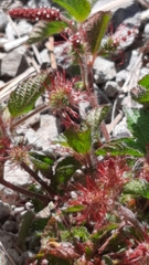 Acalypha monostachya