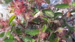 Acalypha monostachya