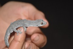 Strophurus intermedius