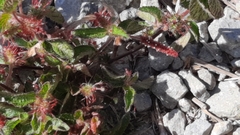 Acalypha monostachya