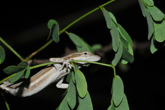 Anolis litoralis