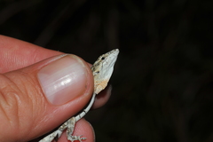 Anolis litoralis