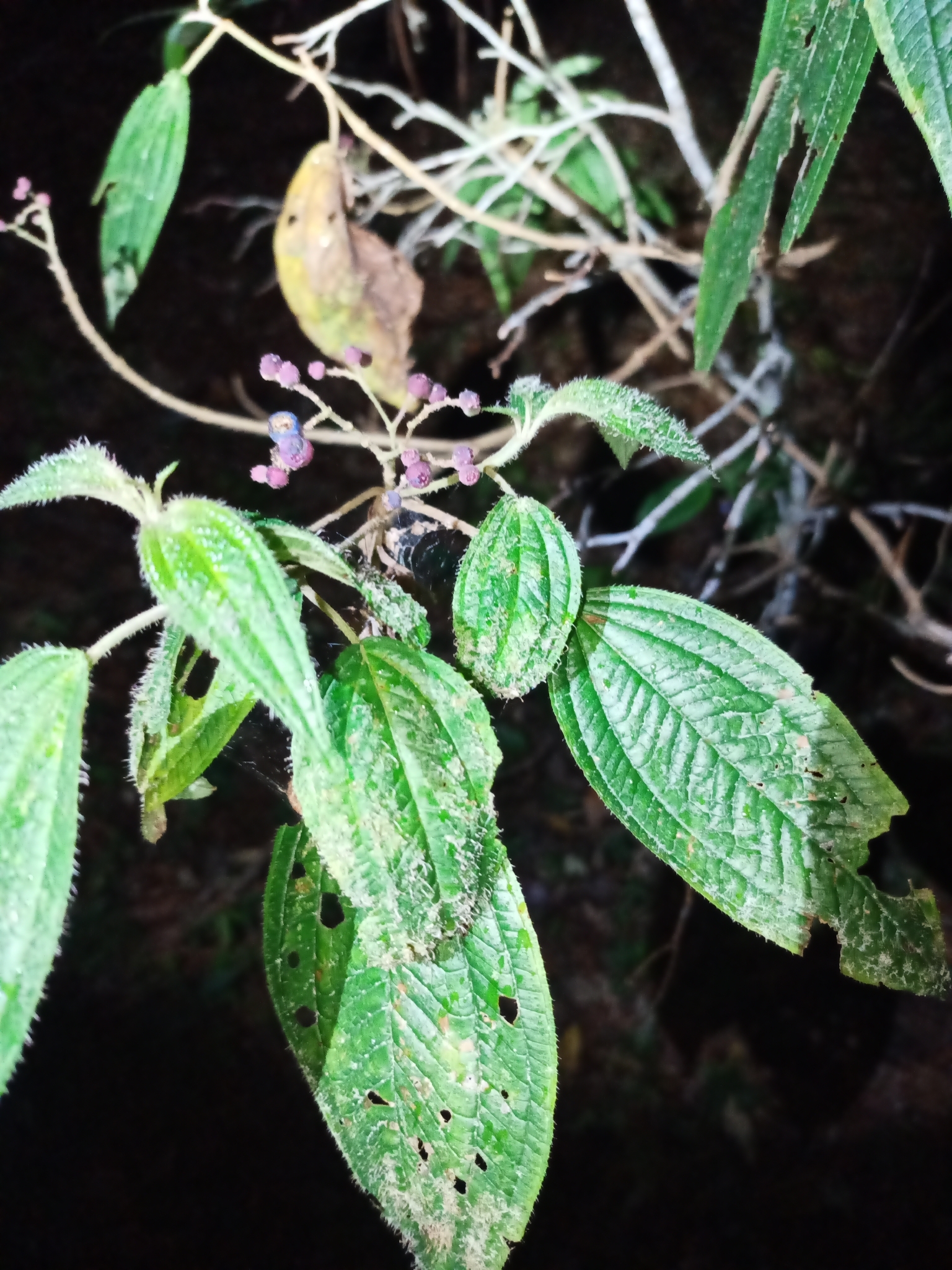Miconia subseriata