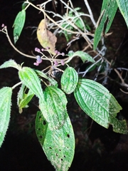 Miconia subseriata, photograph (c) Juan Cruzado Cortés, some rights reserved (CC BY)