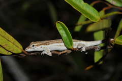 Anolis litoralis