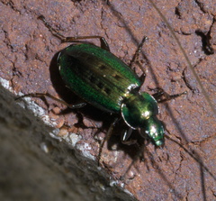 Agonum octopunctatum